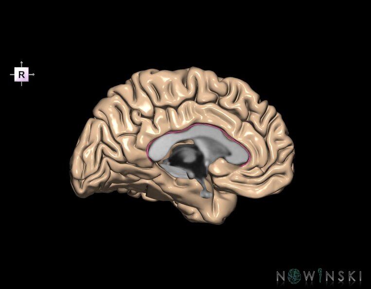 G1.T7.2.V4.C12.L0.Callosal_sulcus_left.tiff