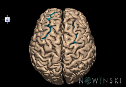 G1.T7.22.V5.C14.L0.Superior frontal sulcus