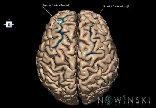G1.T7.22.V5.C14.L1.Superior frontal sulcus