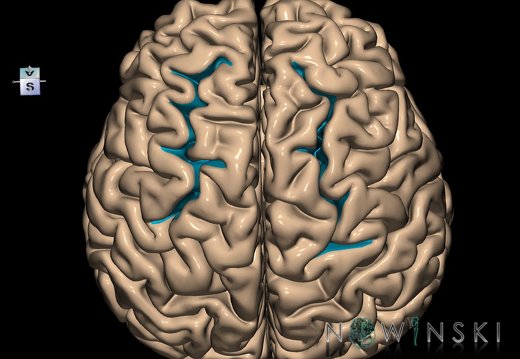 G1.T7.22.V7.C14.L0.Superior frontal sulcus