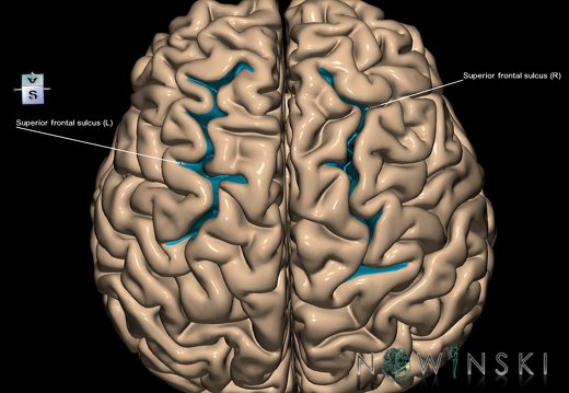 G1.T7.22.V7.C14.L1.Superior frontal sulcus