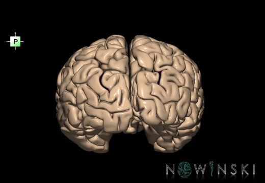 G1.T7.23.V3.C14.L0.Superior occipital sulcus