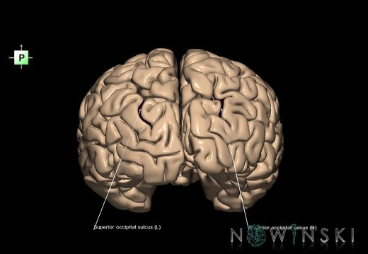 G1.T7.23.V3.C14.L1.Superior occipital sulcus