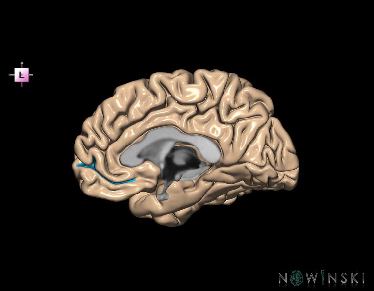 G1.T7.24.V2.C14.L0.Superior_rostral_sulcus_right.tiff