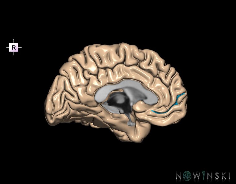 G1.T7.24.V4.C14.L0.Superior_rostral_sulcus_left.tiff