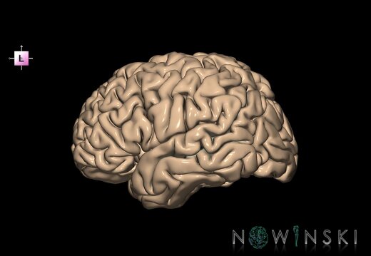 G1.T7.25.V2.C14.L0.Superior temporal sulcus left