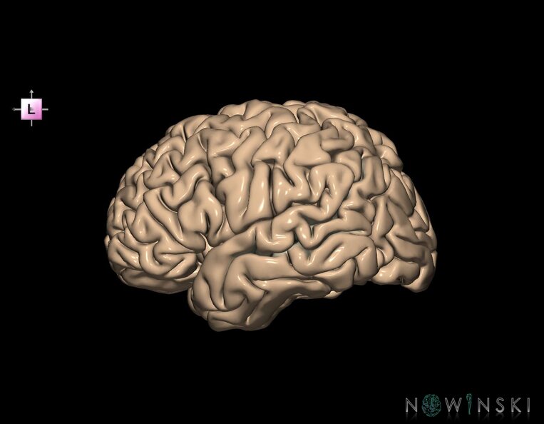 G1.T7.25.V2.C14.L0.Superior_temporal_sulcus_left.tiff