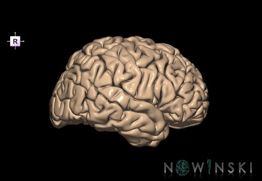 G1.T7.25.V4.C14.L0.Superior temporal sulcus right