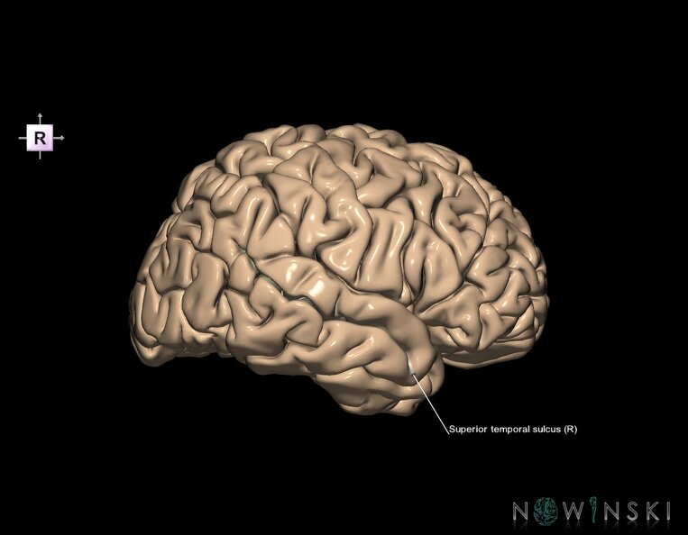 G1.T7.25.V4.C14.L1.Superior_temporal_sulcus_right.tiff