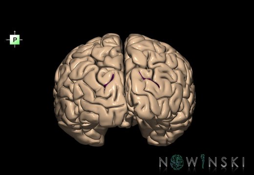 G1.T7.27.V3.C14.L0.Transverse occipital sulcus