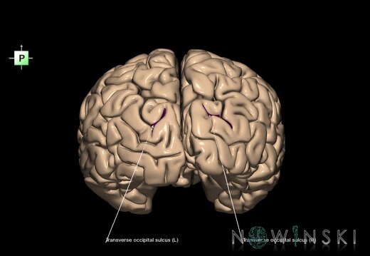 G1.T7.27.V3.C14.L1.Transverse occipital sulcus