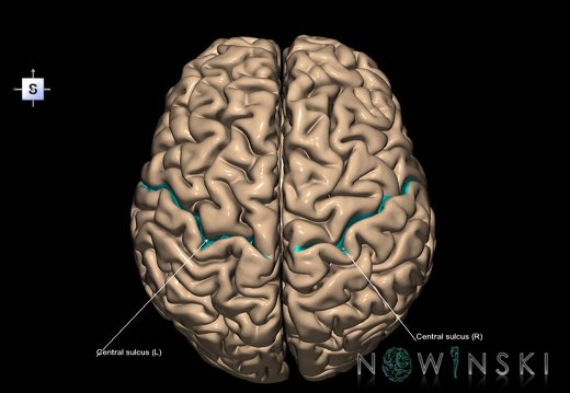 G1.T7.3.V5.C12.L1.Central sulcus