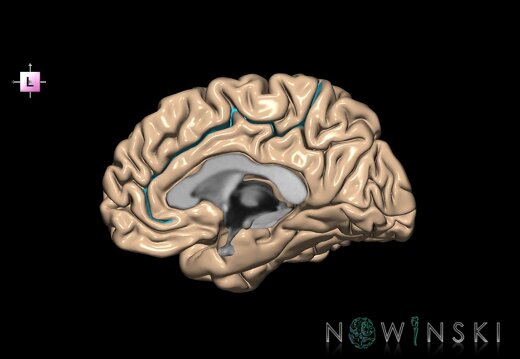 G1.T7.4.V2.C12.L0.Cingulate sulcus right