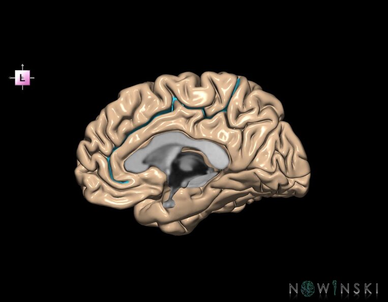 G1.T7.4.V2.C12.L0.Cingulate_sulcus_right.tiff