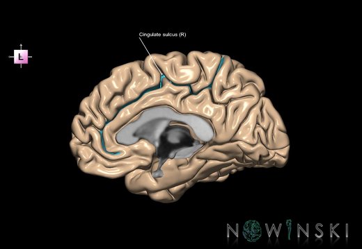 G1.T7.4.V2.C12.L1.Cingulate sulcus right