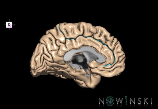 G1.T7.4.V4.C12.L0.Cingulate sulcus left