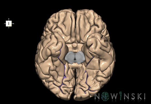 G1.T7.5.V6.C14.L0.Collateral sulcus