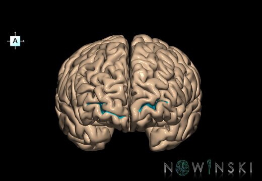 G1.T7.6.V1.C14.L0.Frontomarginal sulcus