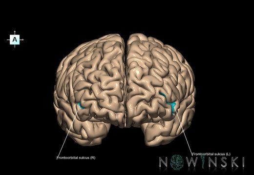 G1T7.7.FrontoorbitalSulcus