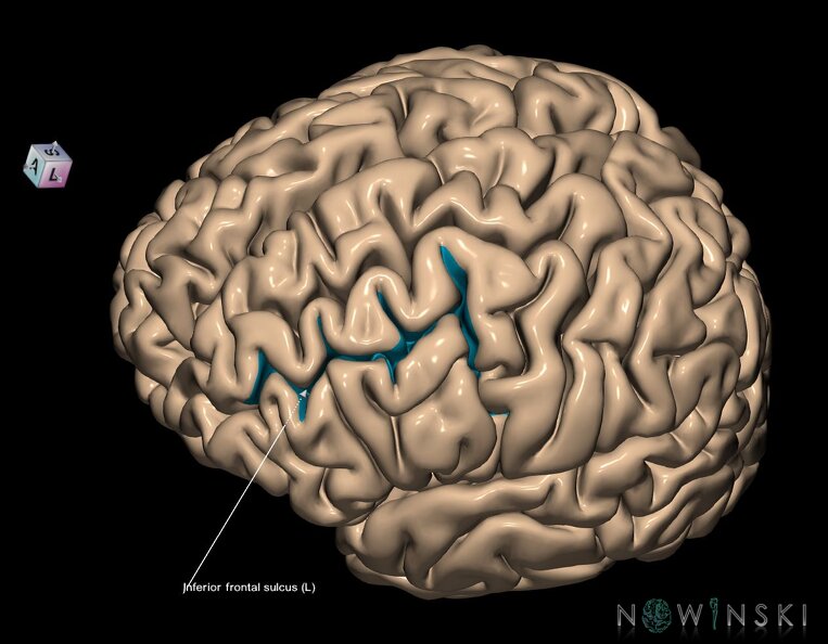G1.T7.8.V7.C14.L1.Inferior_frontal_sulcus.tiff