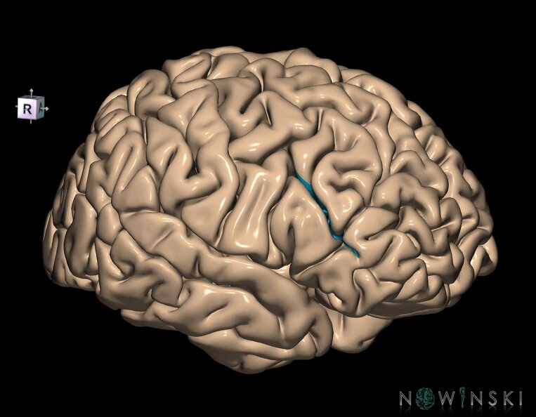 G1.T7.8.V8.C14.L0.Inferior_frontal_sulcus.tiff