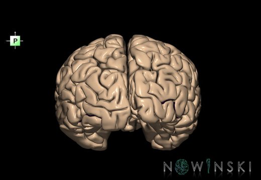 G1.T7.9.V3.C14.L0.Inferior occipital sulcus