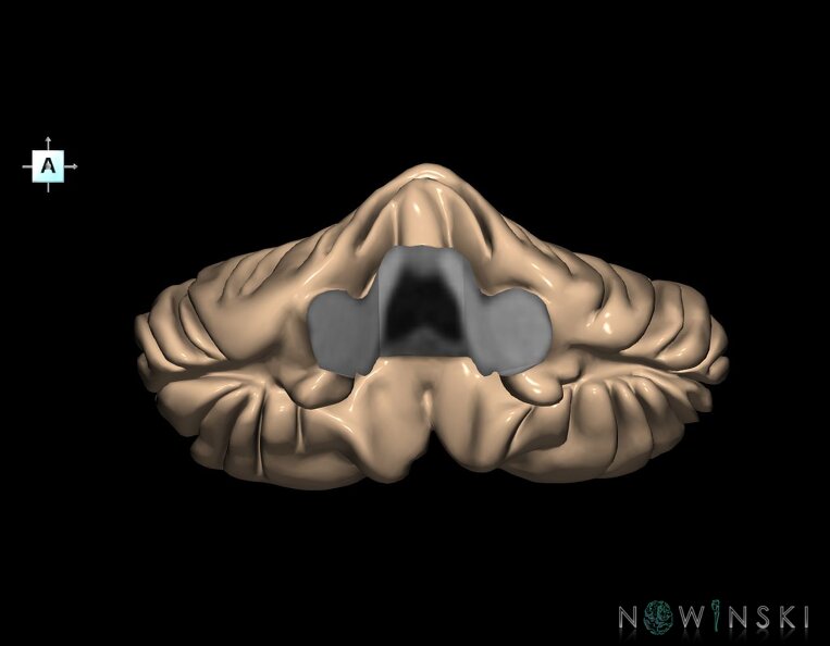 G1.T8.V1.C2.L0.Cerebellum.tiff