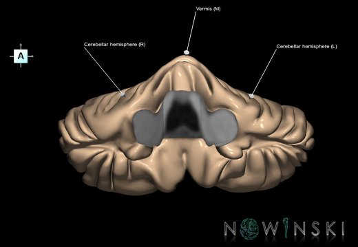 G1.T8.V1.C2.L2.Cerebellum