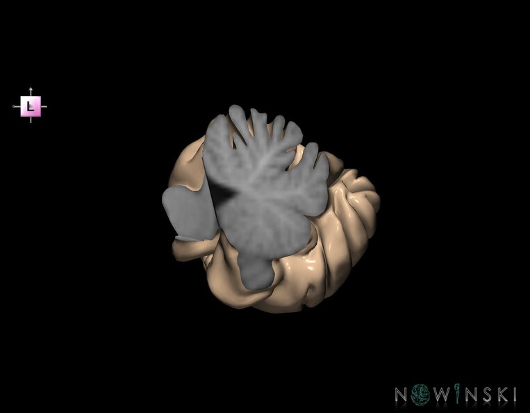 G1.T8.V2.C2.L0.Cerebellum_right.tiff