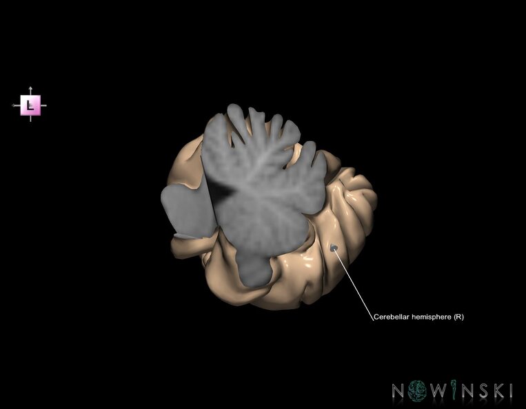 G1.T8.V2.C2.L2.Cerebellum_right.tiff