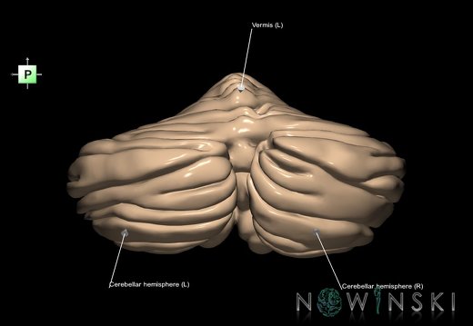 G1.T8.V3.C2.L2.Cerebellum