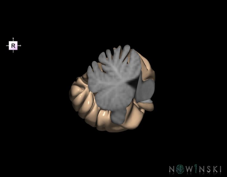 G1.T8.V4.C2.L0.Cerebellum_left.tiff
