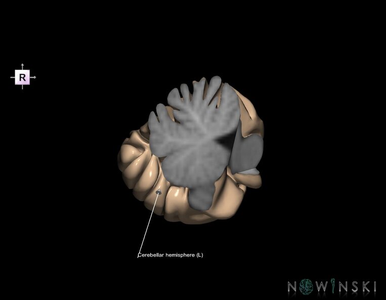 G1.T8.V4.C2.L2.Cerebellum_left.tiff