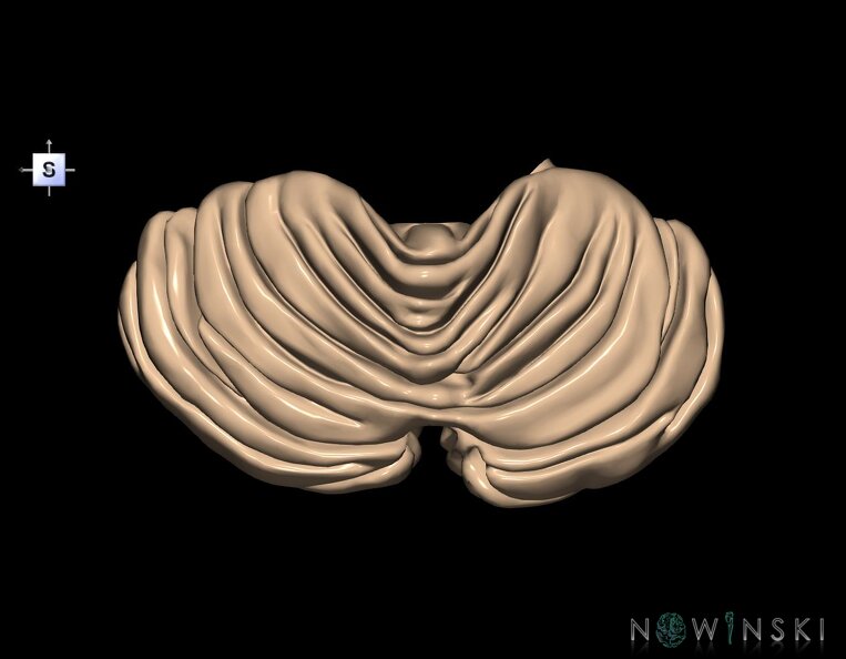 G1.T8.V5.C2.L0.Cerebellum.tiff