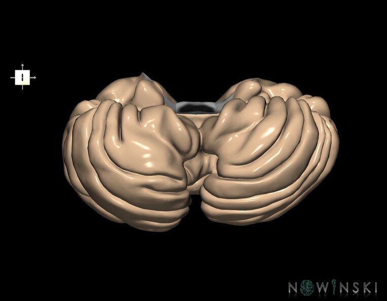G1.T8.V6.C2.L0.Cerebellum.tiff