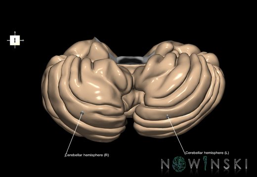 G1.T8.V6.C2.L2.Cerebellum