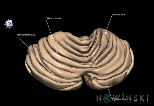 G1.T8.V7.C2.L2.Cerebellum lobes fissures