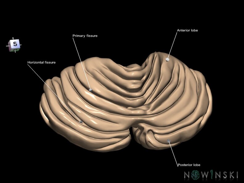 G1.T8.V7.C2.L2.Cerebellum lobes fissures