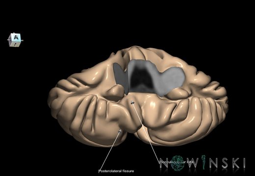 G1.T8.V8.C2.L2.Cerebellum lobes fissures