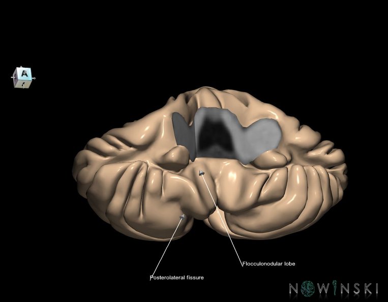 G1.T8.V8.C2.L2.Cerebellum_lobes_fissures.tiff