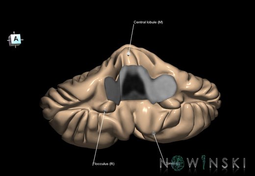 G1.T8.V9.C2.L2.Cerebellum