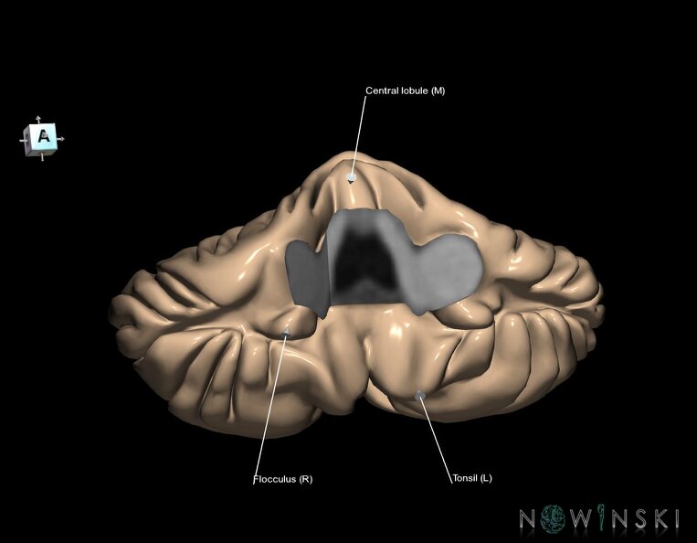 G1.T8.V9.C2.L2.Cerebellum.tiff