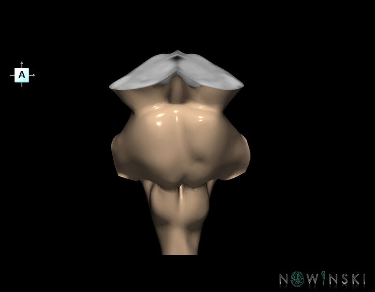 G1.T9.V1.C1.L0.Brainstem.tiff