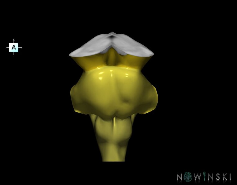 G1.T9.V1.C2.L0.Brainstem.tiff