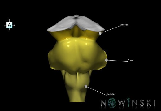 G1.T9.V1.C2.L1.Brainstem