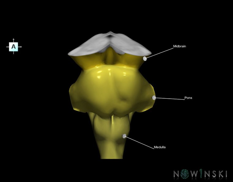 G1.T9.V1.C2.L1.Brainstem.tiff