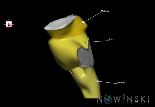 G1T9.Brainstem