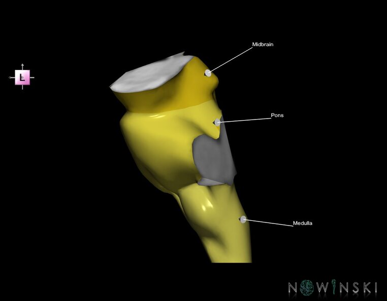 G1.T9.V2.C2.L1.Brainstem.tiff