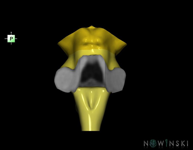 G1.T9.V3.C2.L0.Brainstem.tiff