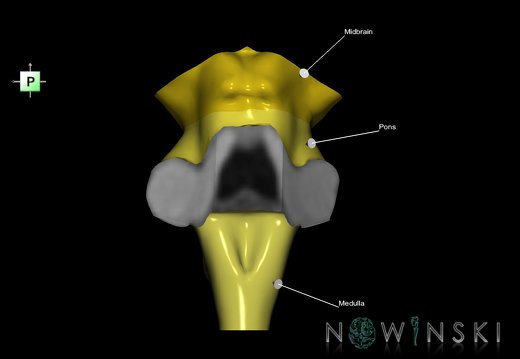 G1.T9.V3.C2.L1.Brainstem